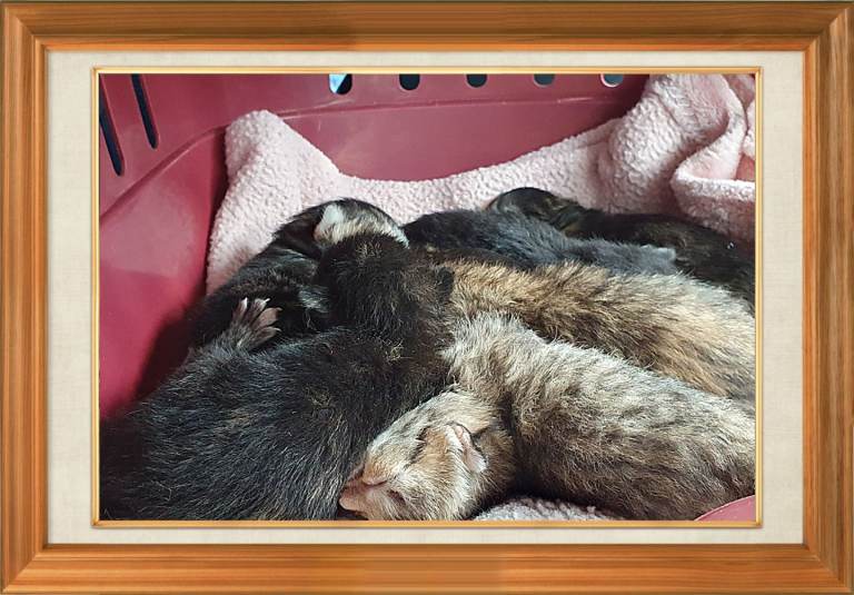 🐾 Kittens Looking for Living Homes....£40