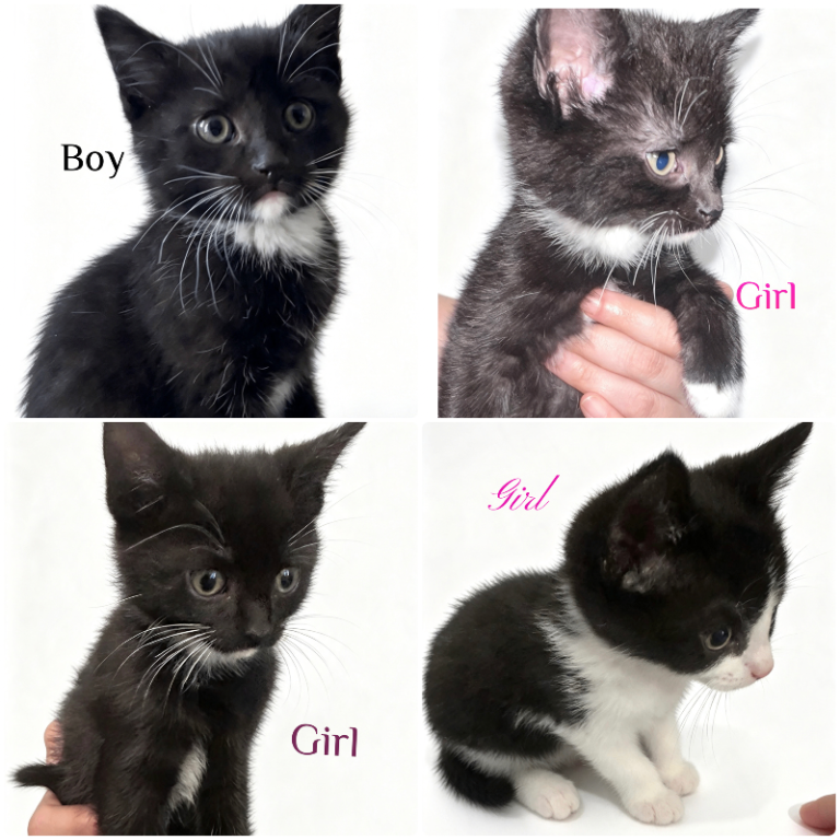 4 X Kittens black & white 