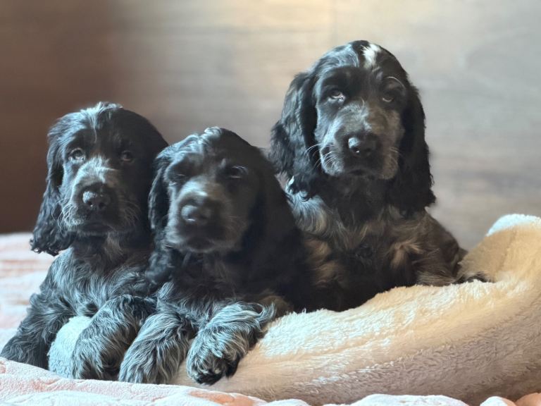 KC Reg Show Type Cocker Spaniel Puppies