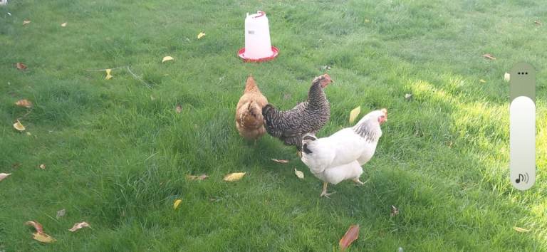 3 Chickens for sale 