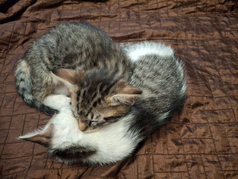 Tabby / Bengal cross kittens