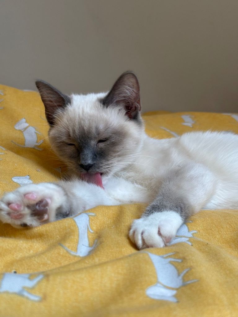 Ragdoll kitten looking for new home