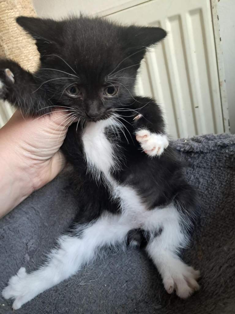 Beautiful Male Kitten