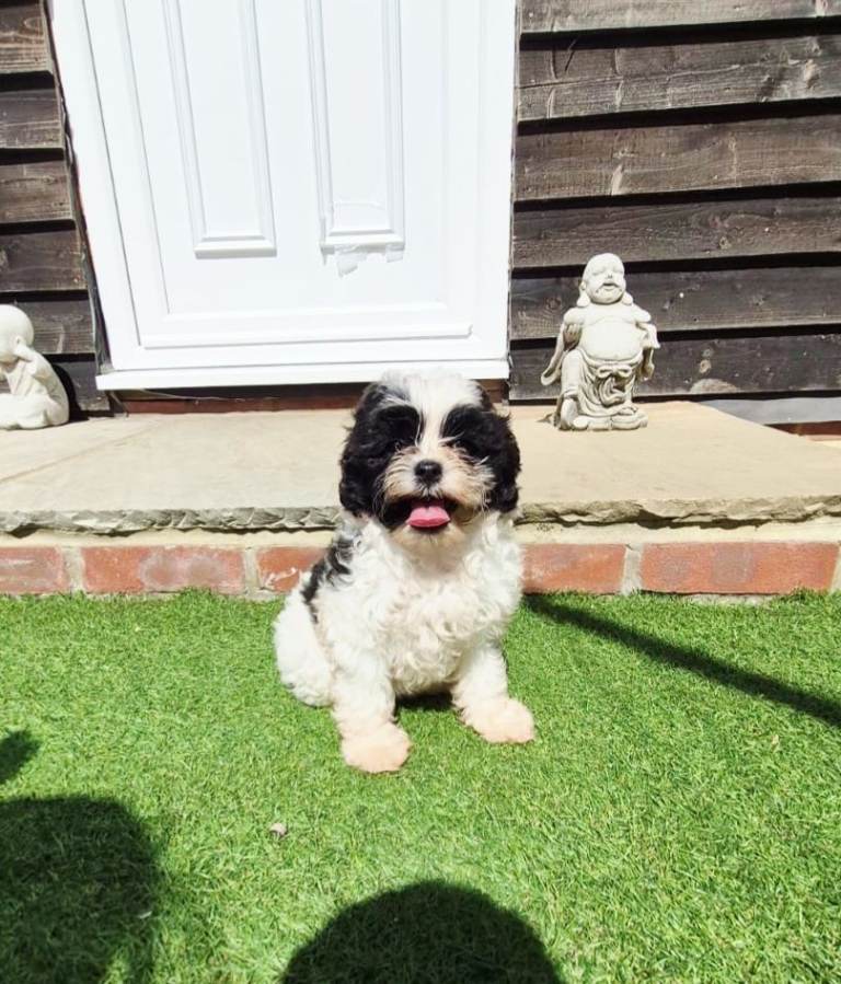🐾 Stunning Shih-Poo Puppies Looking for Their Forever Homes 🐾