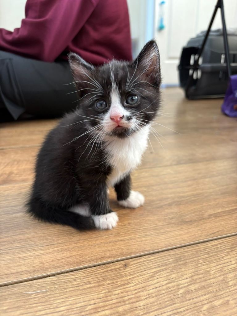 3 female kittens for sale