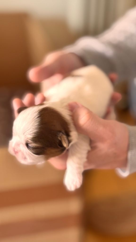 ✨🐶 BEAUTIFUL SHIH TZU PUPPIES – READY TO TAKE HOME IN JAN.✨🐶