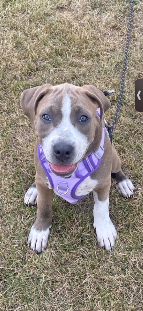 Cane corsa x 17wk puppy