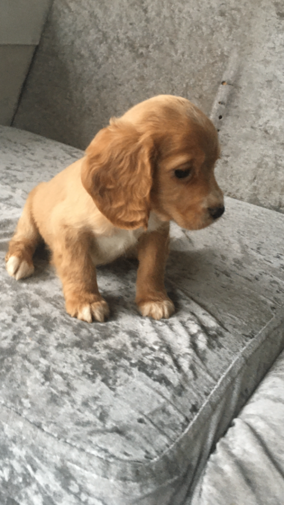 Beautiful cocker spaniel puppies 