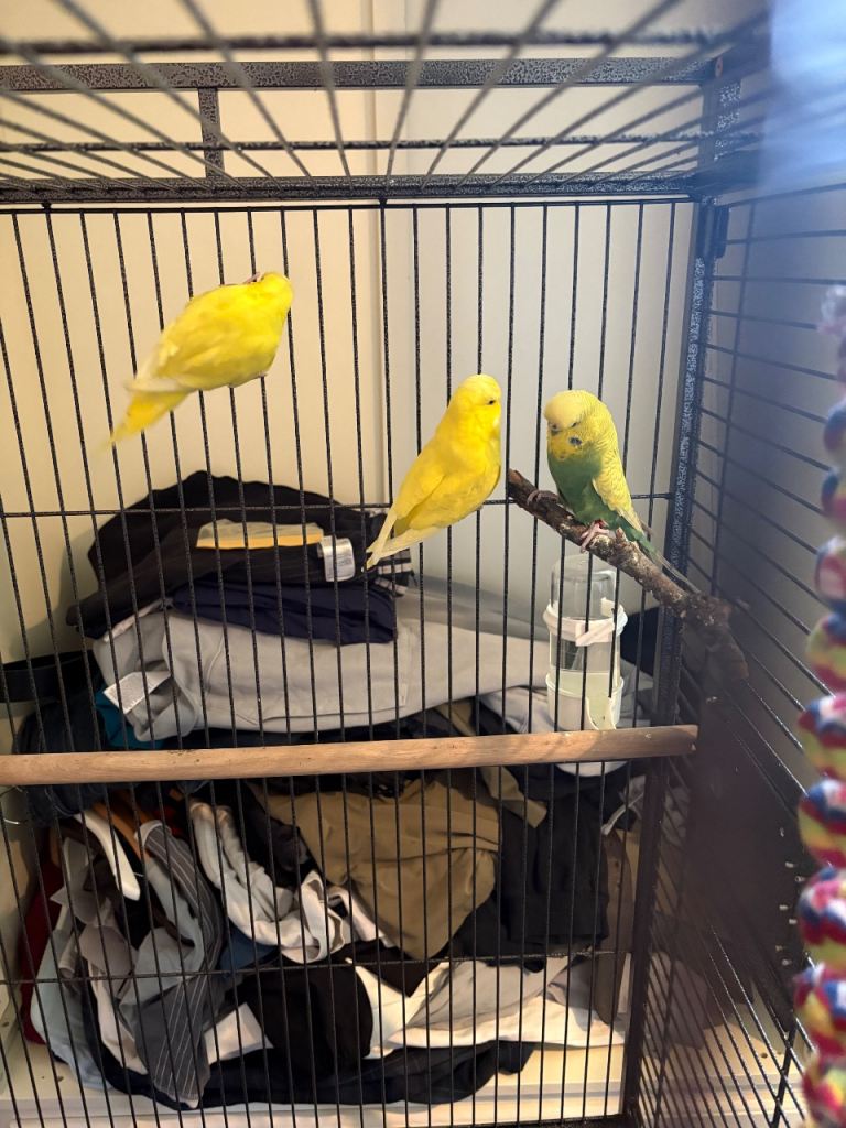 Budgies 