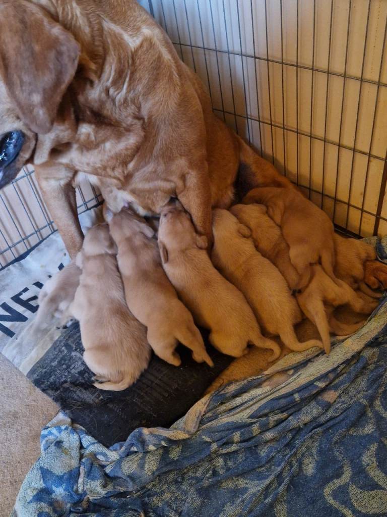 FOX RED LABRADOR PUPPIES