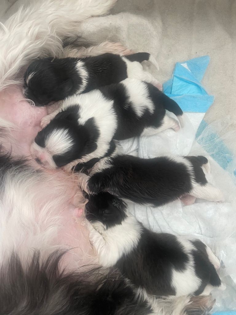 Imperial shihtzu 