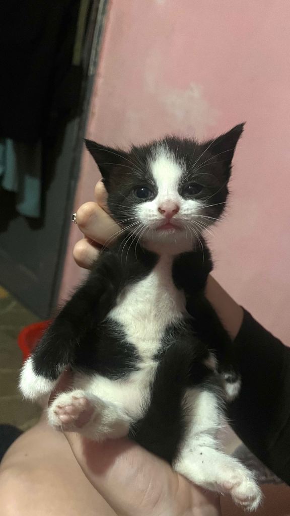 3 kittens for sale 