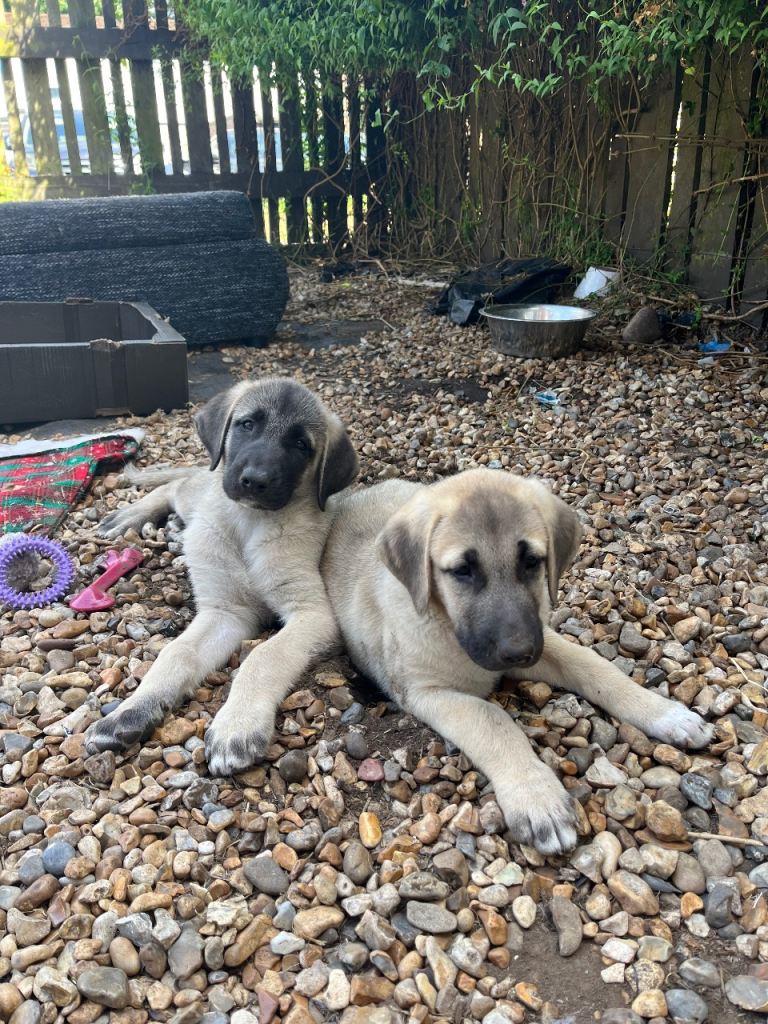Turkish Kangal puppies 