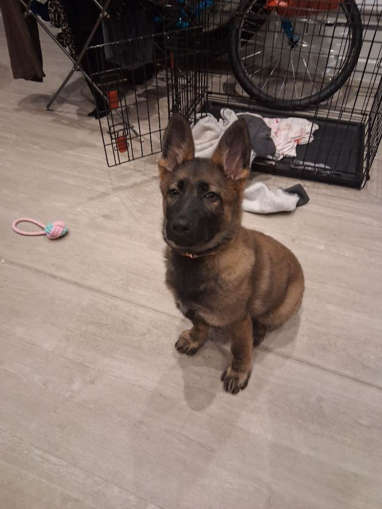  3 month Female german shepered