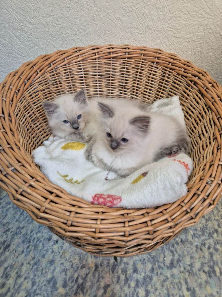Pure ragdoll male kittens