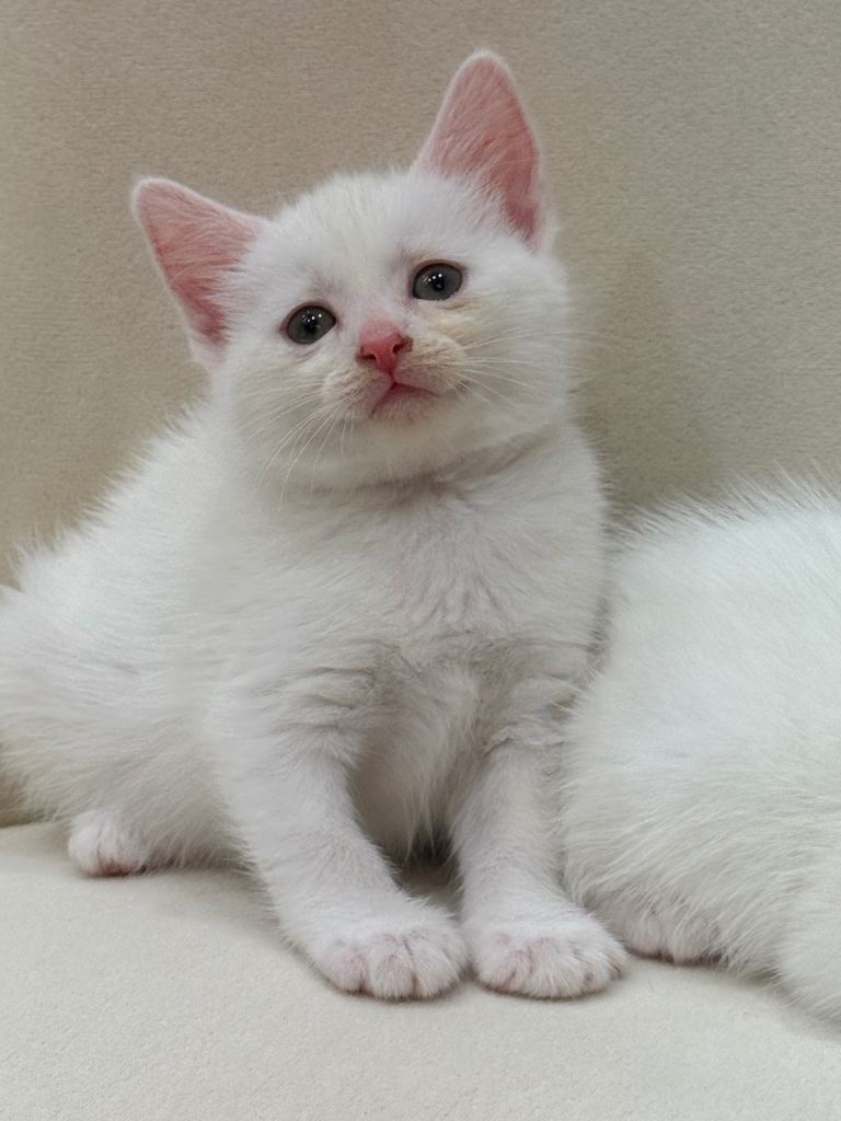Turkish Angora 