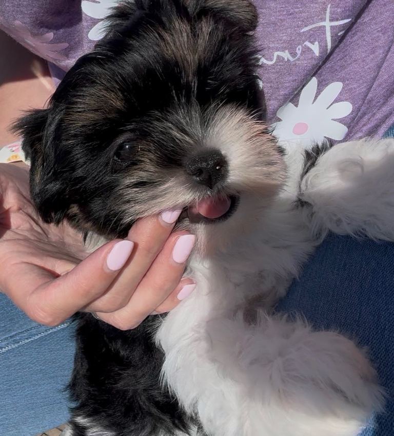 Yorkshire Terrier female puppy 