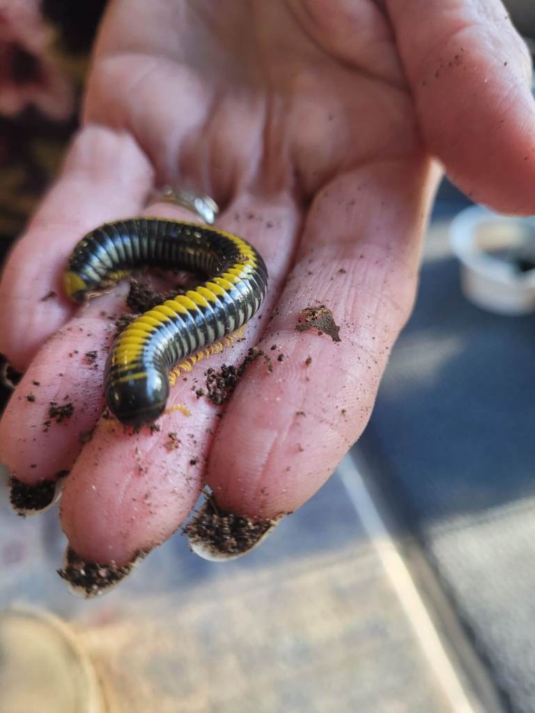 Avatar millipedes wanted