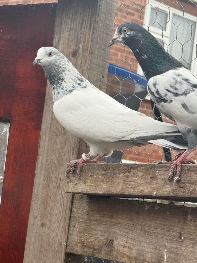 Pakistani highfly pigeons 
