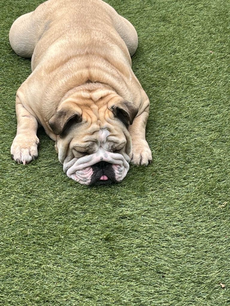 English bull dog 