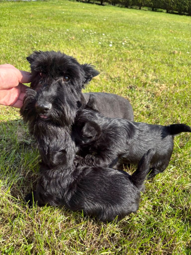 Scottish Terrier puppies KC registered 