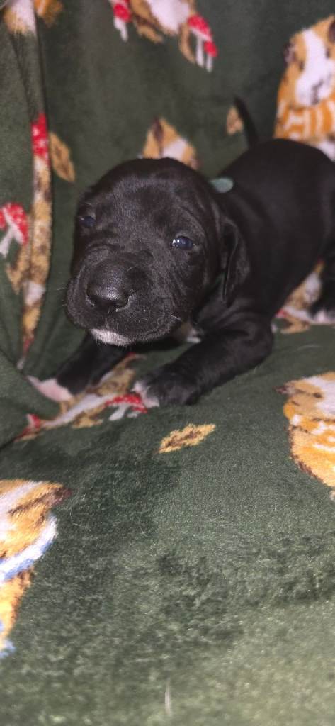 Dalmatian x Labrador Puppies 