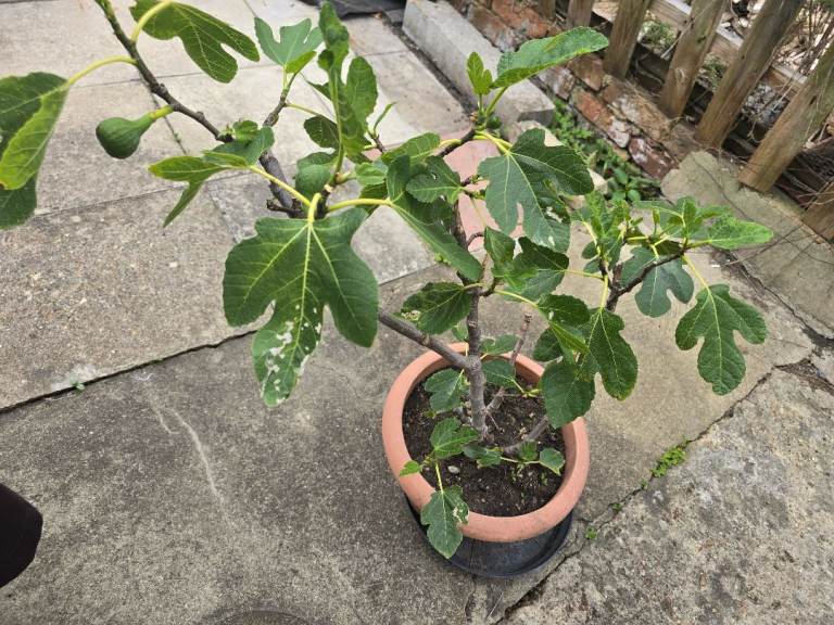 Fig tree as shown and has fruit 