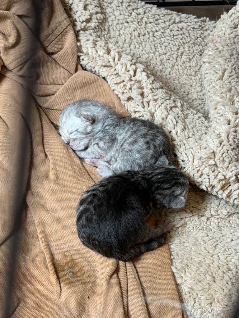 Silver snow British shorthair kittens 
