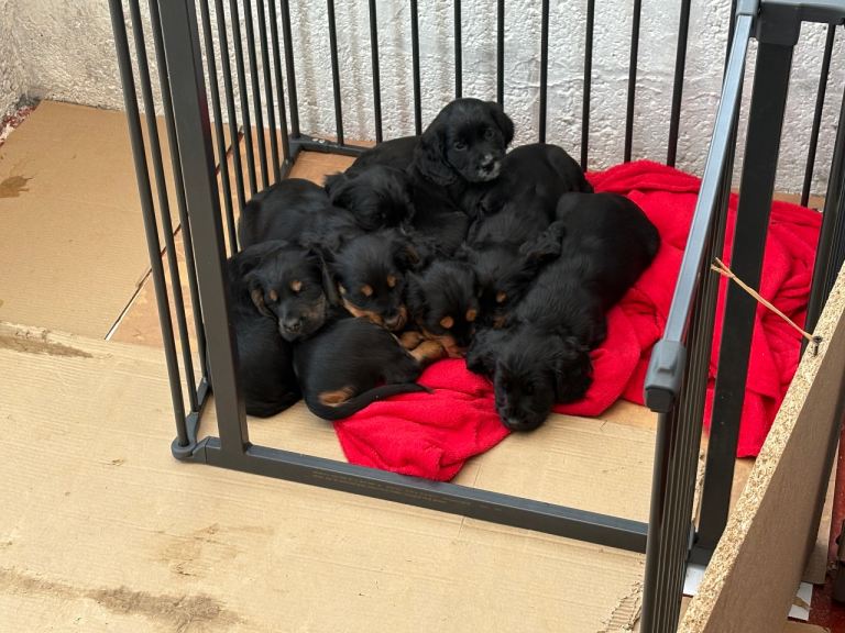 Beautifully Marked Cocker Spaniel Pups For Sale