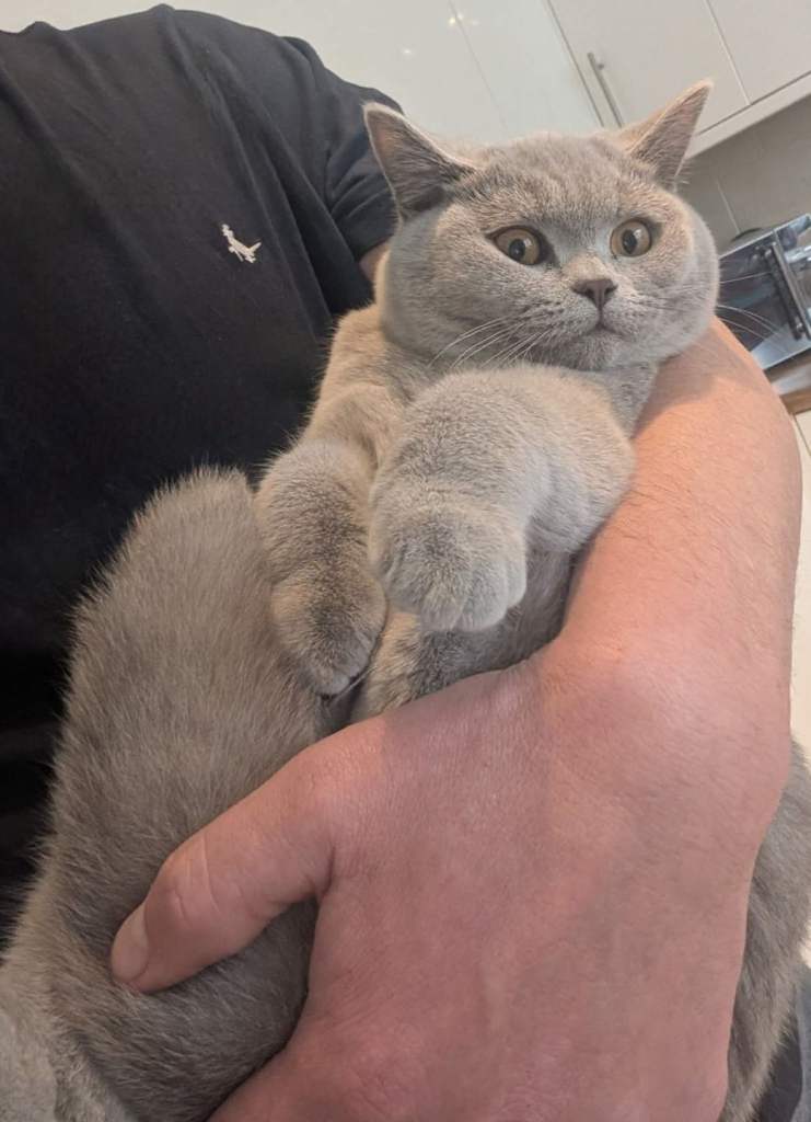 GCCF Registered Lilac British shorthair champion 