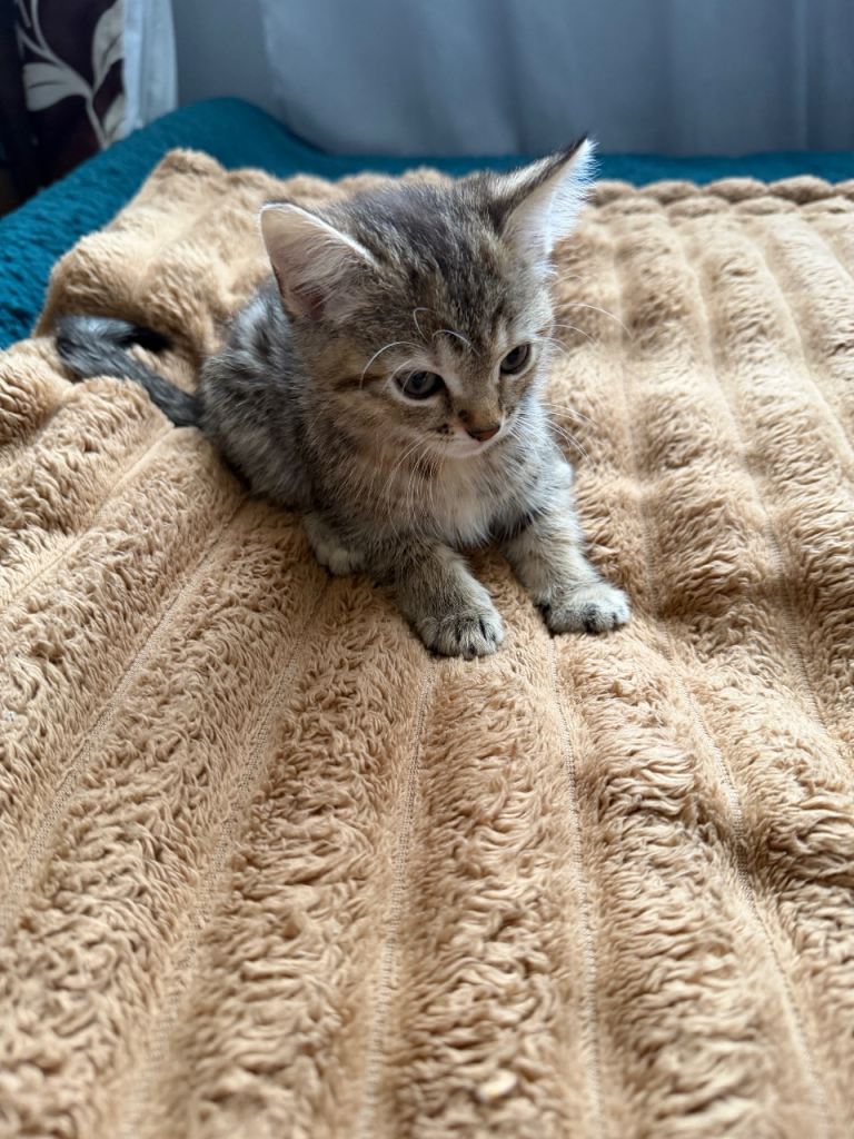 SOLD: 🐾 Gorgeous Bengal-Tabby Kitten! 🐾