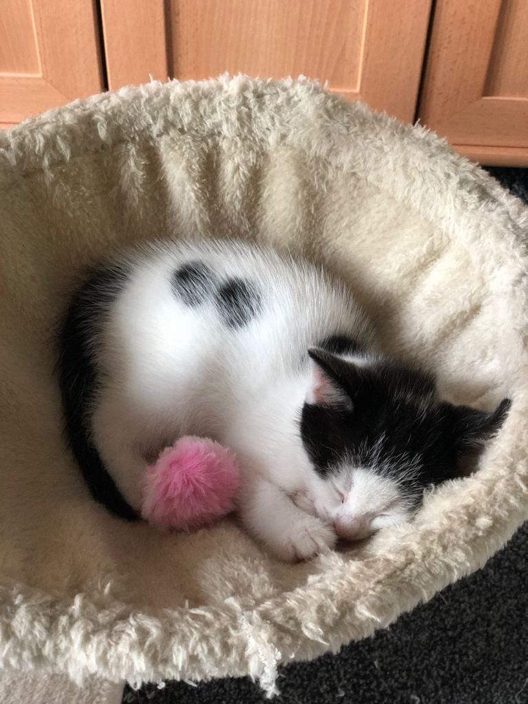 Kittens for sale 