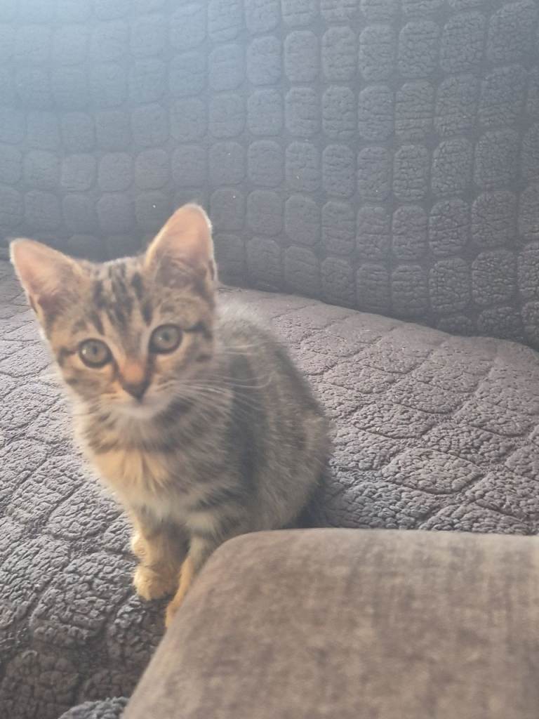 Kitten