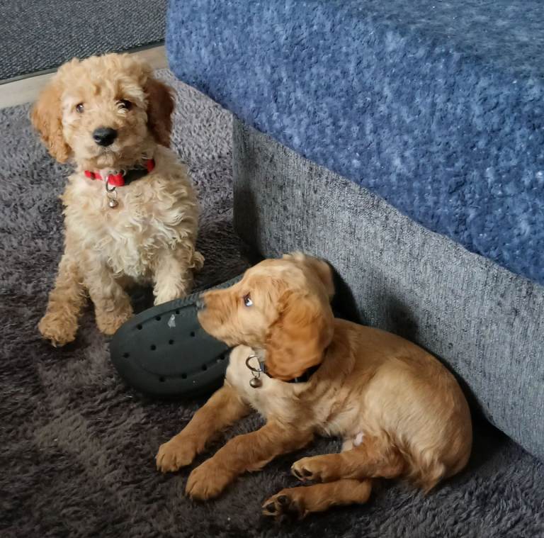 Cockapoo pups boys 9 week old £900 ono each