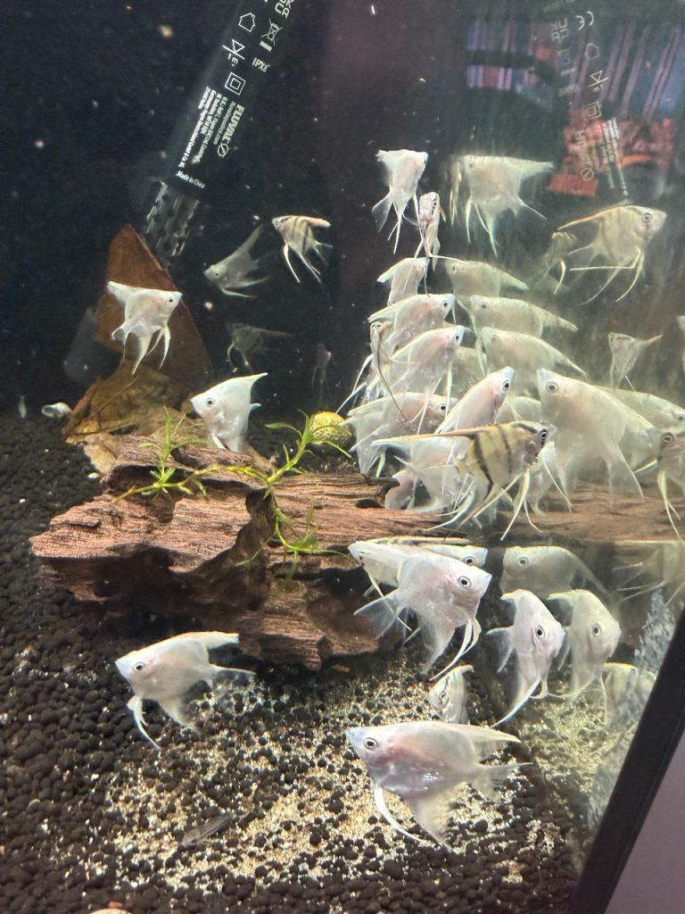Tropical fish available 