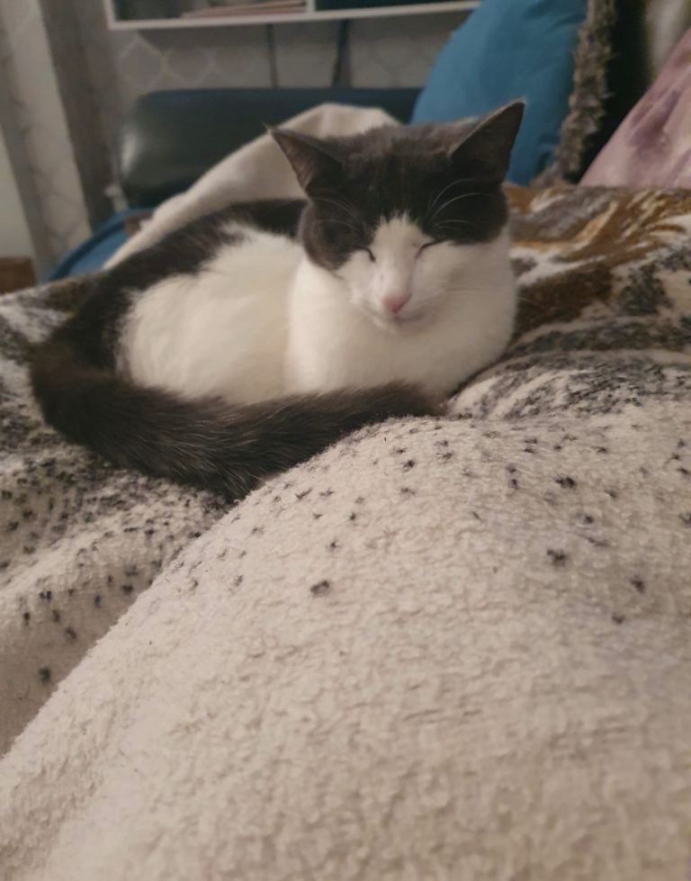 grey and white cat 