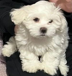 Maltese puppy
