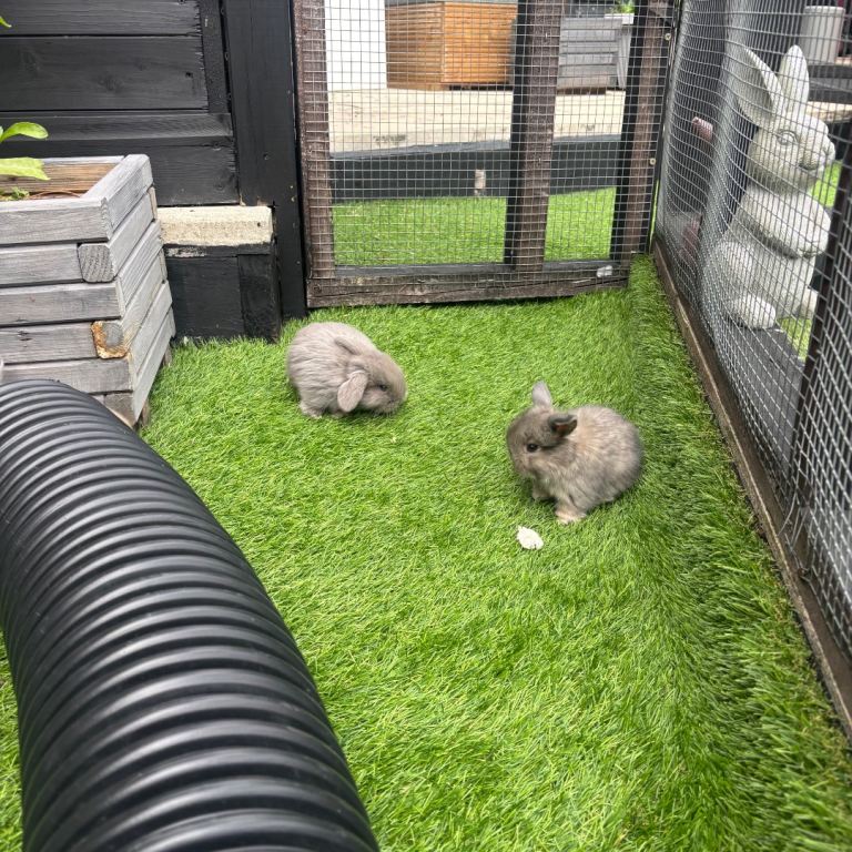 Baby mini lop ready now!!!