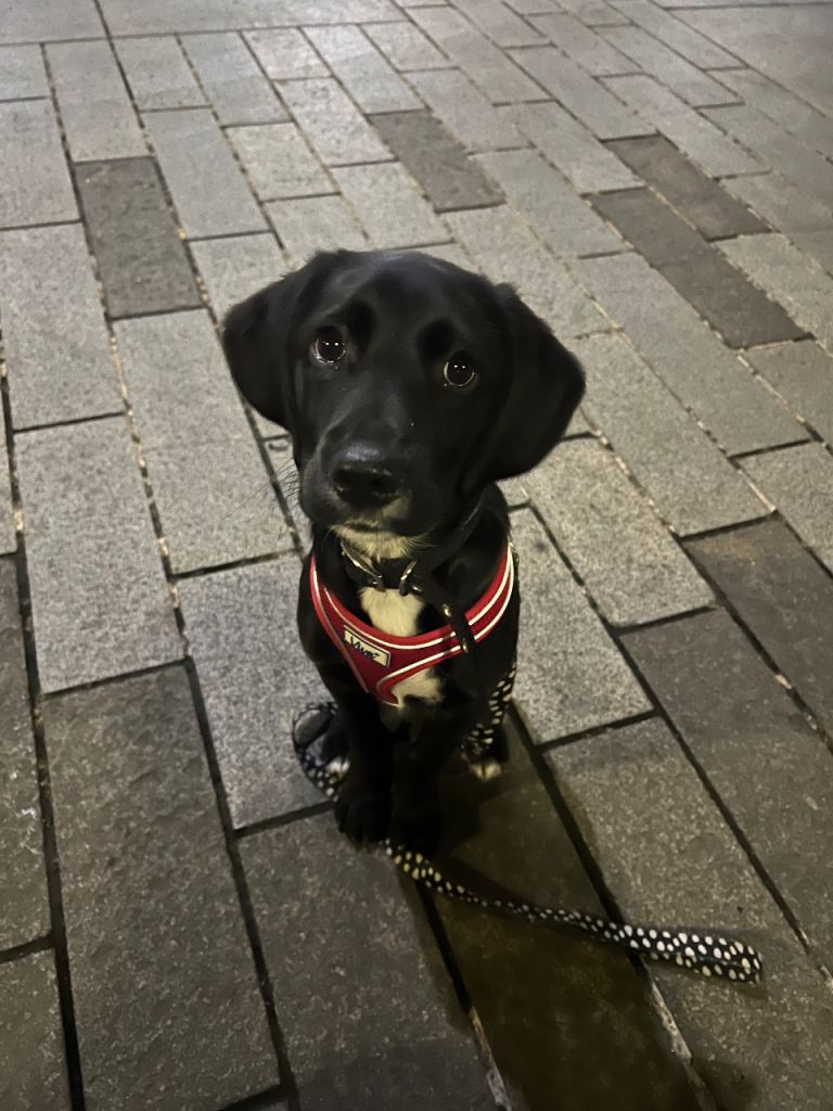 8 Month old Labrador Cocker Spaniel called Shadow 