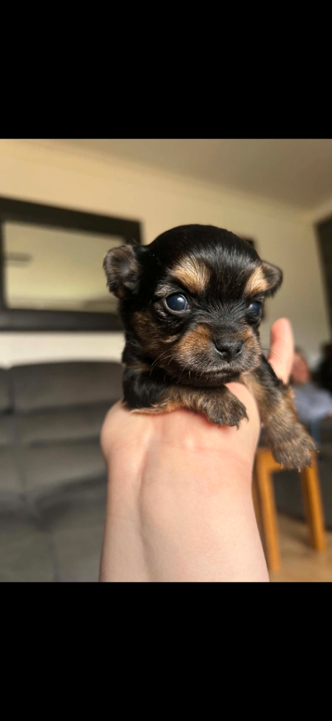 Chorkie puppy’s for sale 
