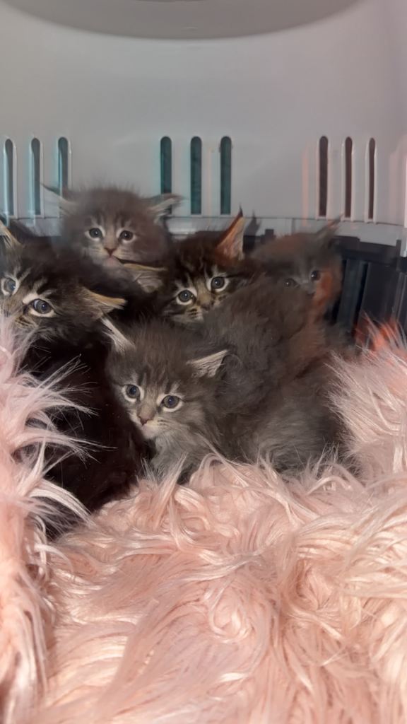 Maine coone kittens 