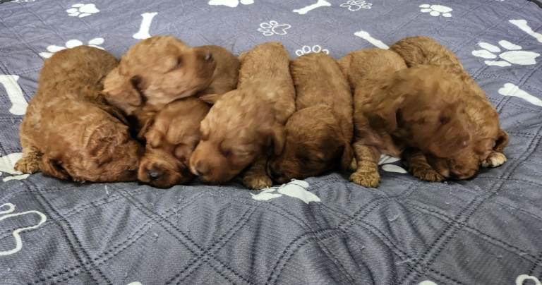 F2 Cockapoo puppies