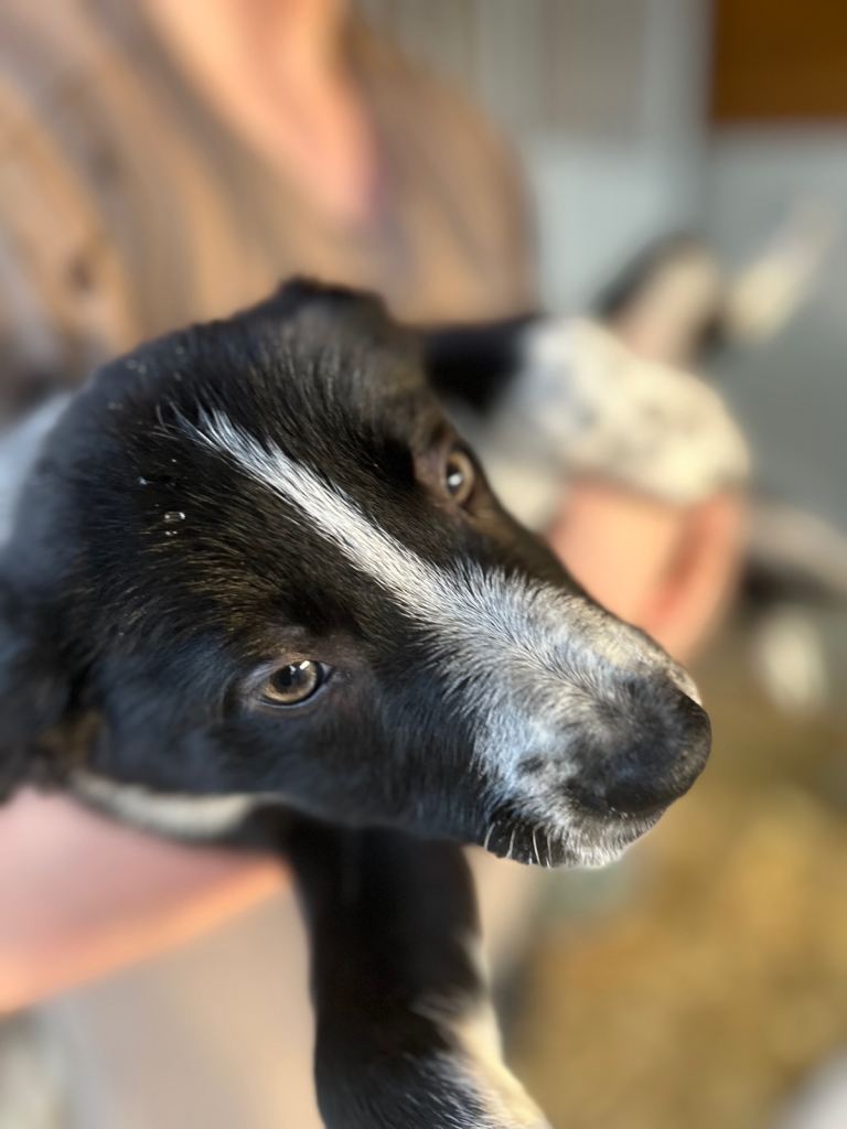 Only 3 female pure breed border collie pups left! 