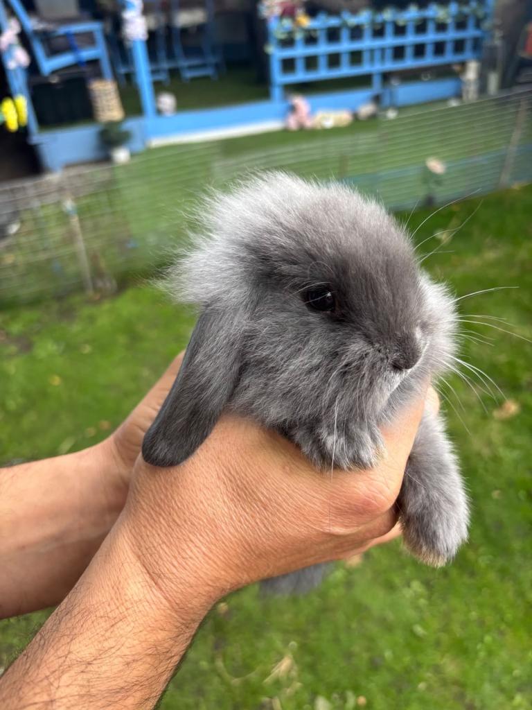 Rabbits for sale 