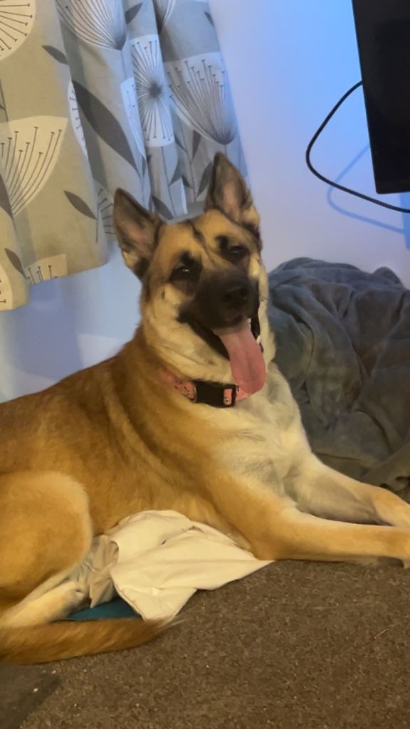 German shepherd cross 