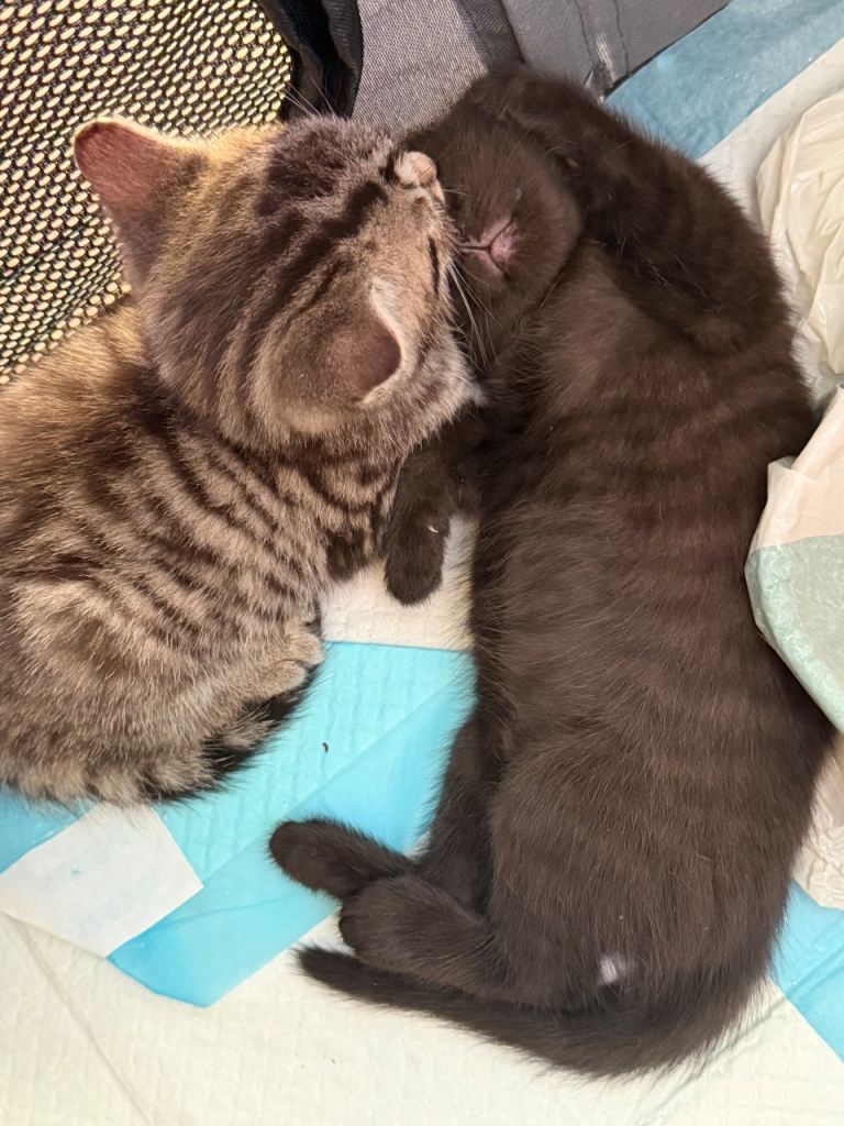 Beautiful kittens ready 12th October 