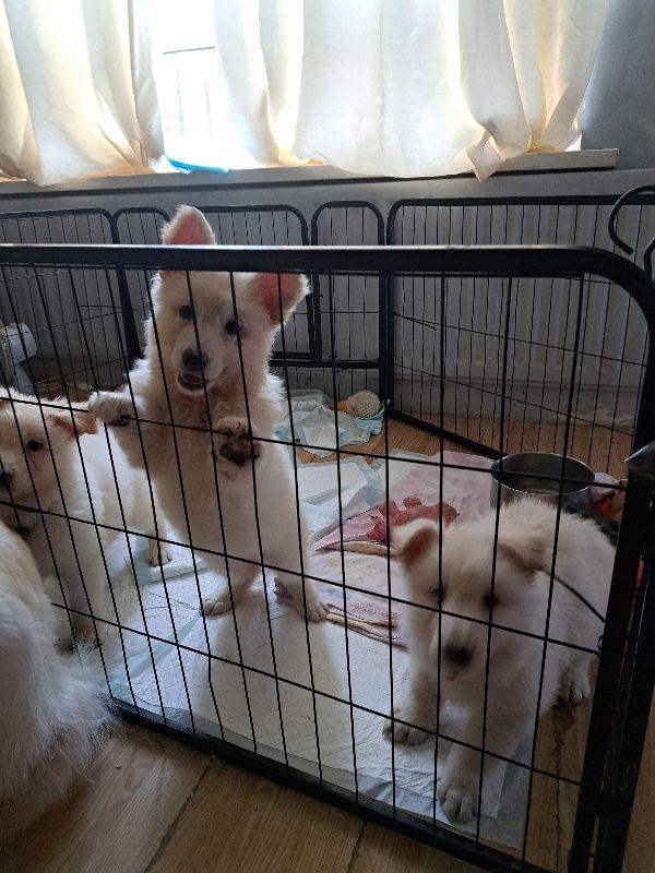 White German Shepherd puppy