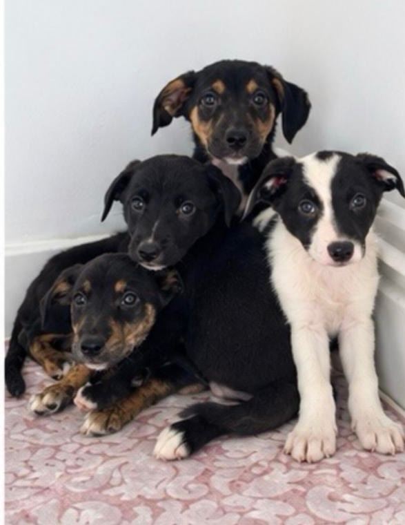 Classic "Old School" Lurcher Puppies – Loving Family Companions