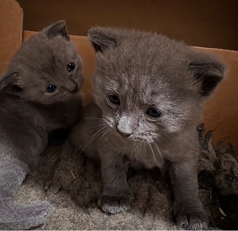 Two adorable grey kittens looking for a new home as i have to many🩶