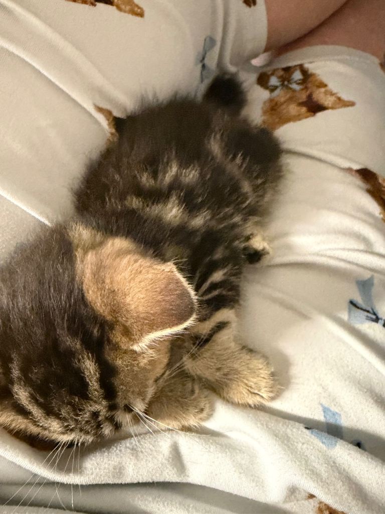 Kittens